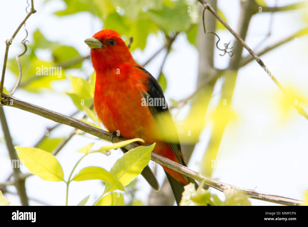 Männliche Scarlet Tanagers gehören zu den am meisten Blindingly wunderschöne Vögel in einer östlichen Wald im Sommer, mit blutroten Körper durch Jet Set - schwarze Flügel. Stockfoto