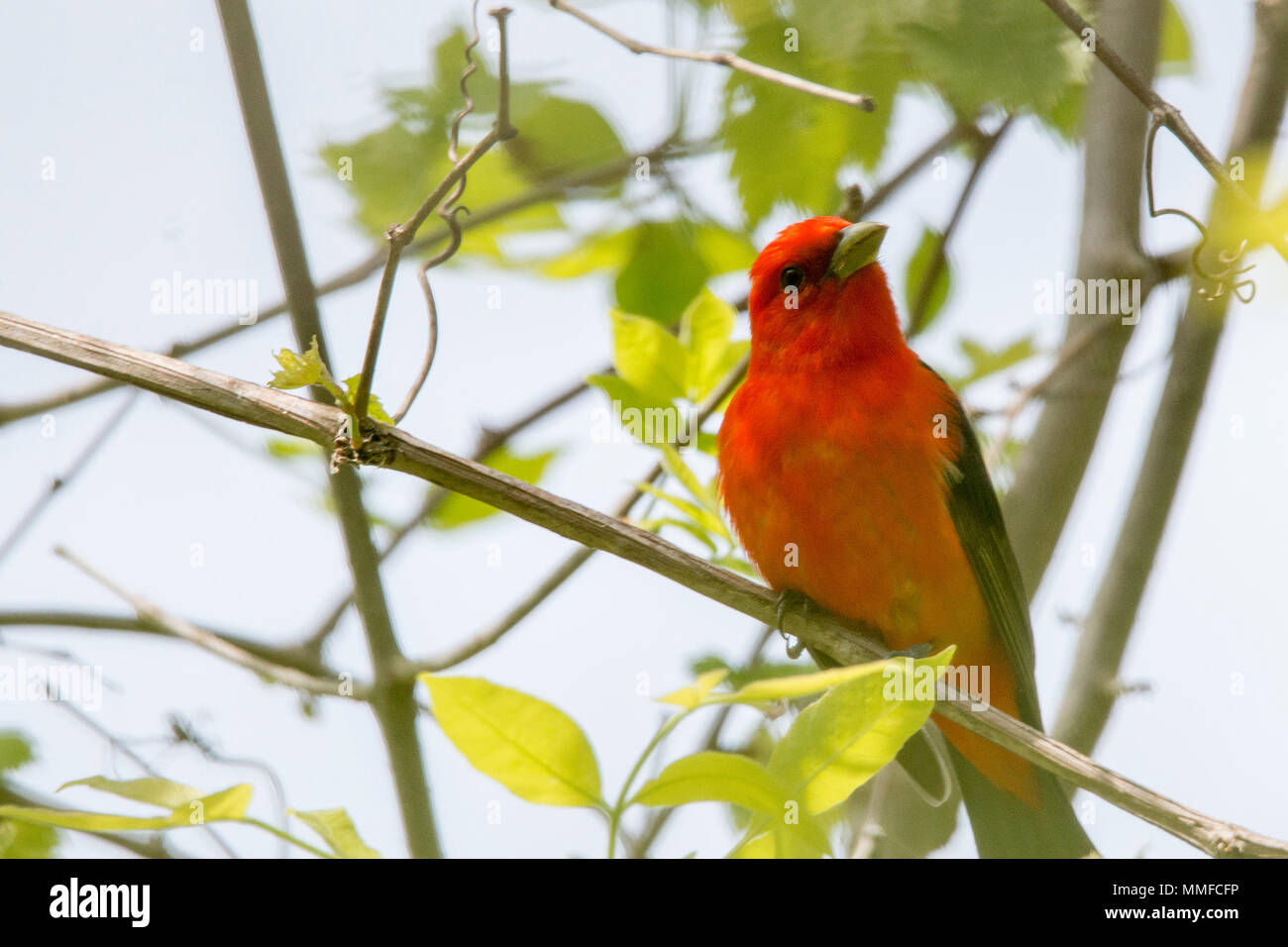Männliche Scarlet Tanagers gehören zu den am meisten Blindingly wunderschöne Vögel in einer östlichen Wald im Sommer, mit blutroten Körper durch Jet Set - schwarze Flügel. Stockfoto