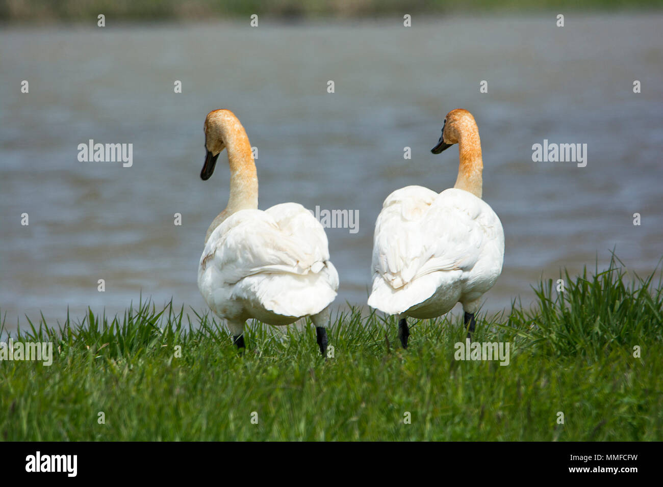 Trumpeter Schwäne nachfrage Superlative: Sie sind unsere größte einheimische Wasservögel, Stretching bis 6 Fuß in der Länge und mit einem Gewicht von mehr als 25 Pfund. Stockfoto