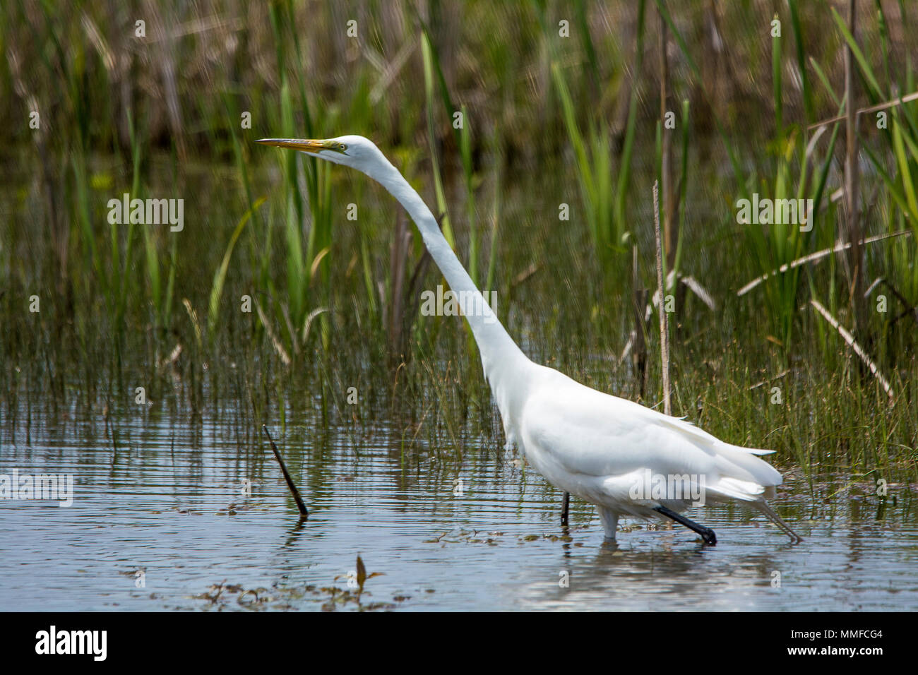 Die eleganten Silberreiher ist eine umwerfende Sicht in vielen Nordamerikanischen Feuchtgebiet. Etwas kleiner und mehr Schlank als ein Great Blue Heron. Stockfoto