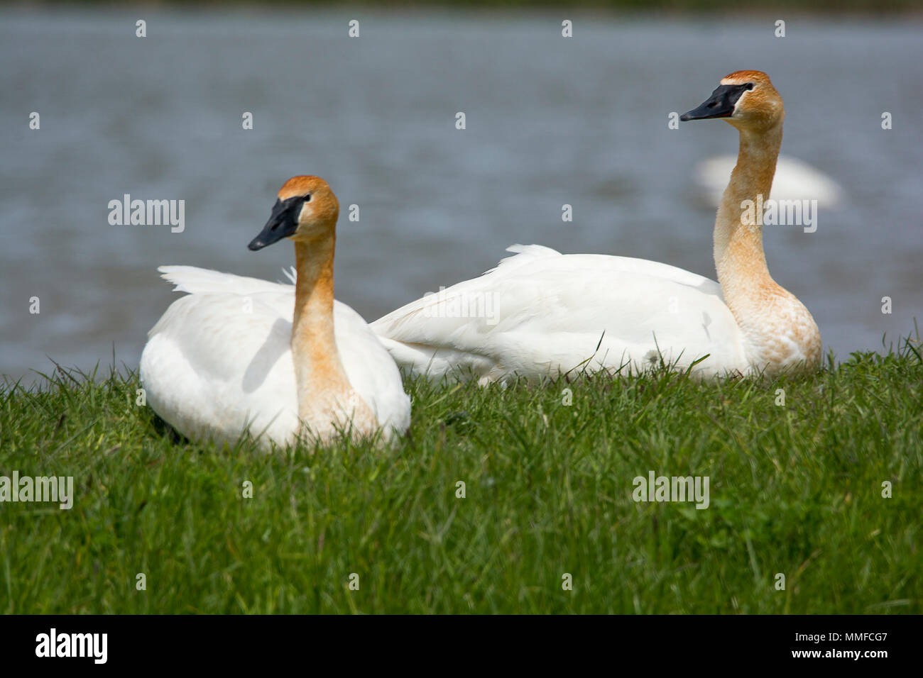 Trumpeter Schwäne nachfrage Superlative: Sie sind unsere größte einheimische Wasservögel, Stretching bis 6 Fuß in der Länge und mit einem Gewicht von mehr als 25 Pfund. Stockfoto