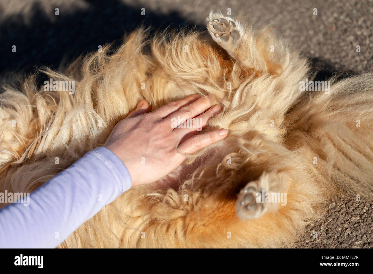 Ein Mensch der den Blutdruck auf einem kleinen Hund Stockfoto