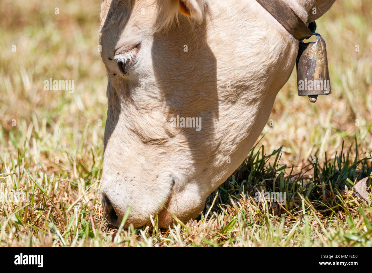 Weiße Kuh, Bos taurus, Essen, Kuhglocke, Katalonien, Spanien Stockfoto