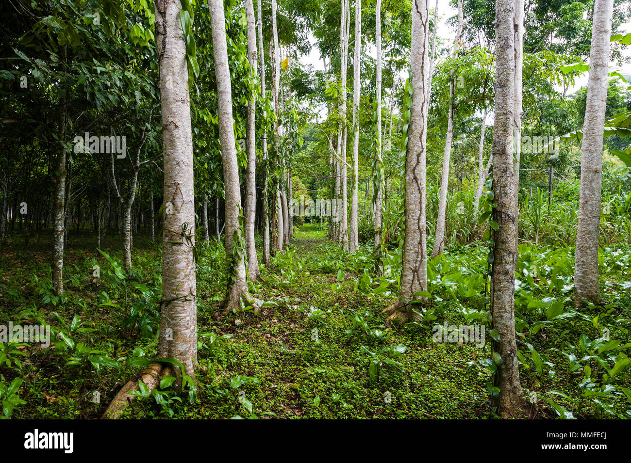 Eine Baumgruppe von Pink Zedern auf einem Bauernhof in der Amazonas wächst. Stockfoto