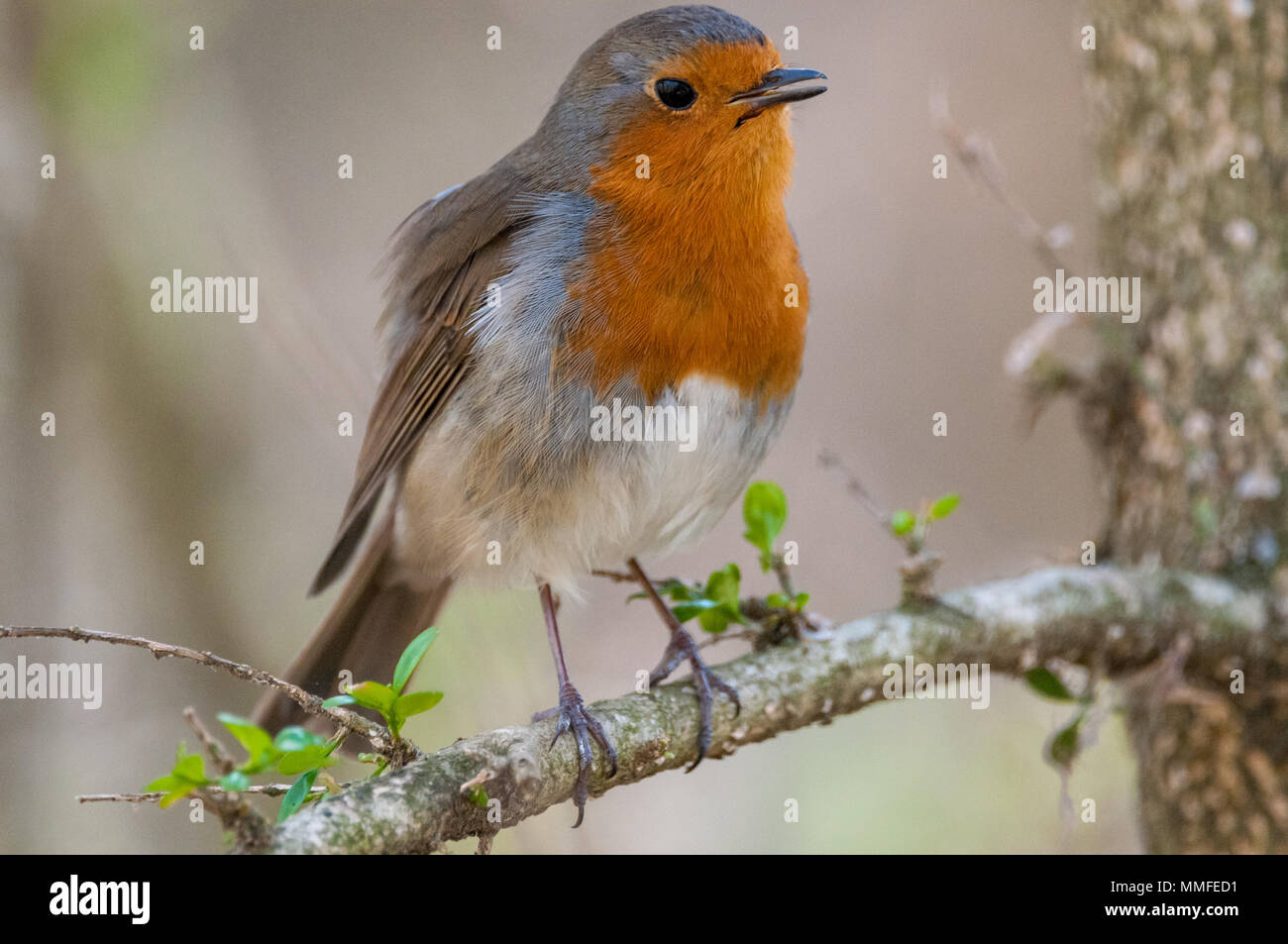 Europäische Rotkehlchen, Erithacus rubecula, auf einem Ast, Katalonien, Spanien Stockfoto