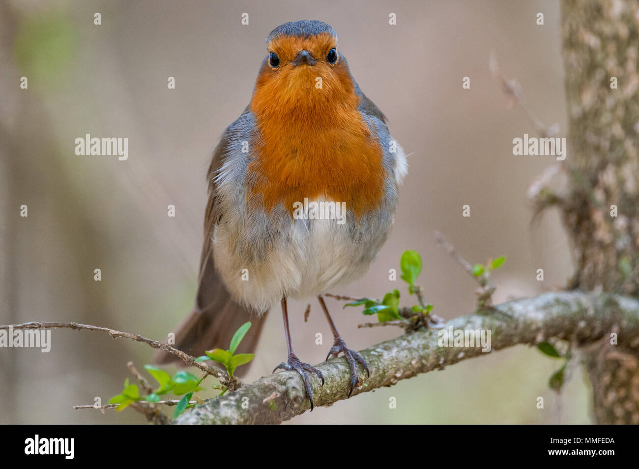 Europäische Rotkehlchen, Erithacus rubecula, auf einem Ast, Katalonien, Spanien Stockfoto