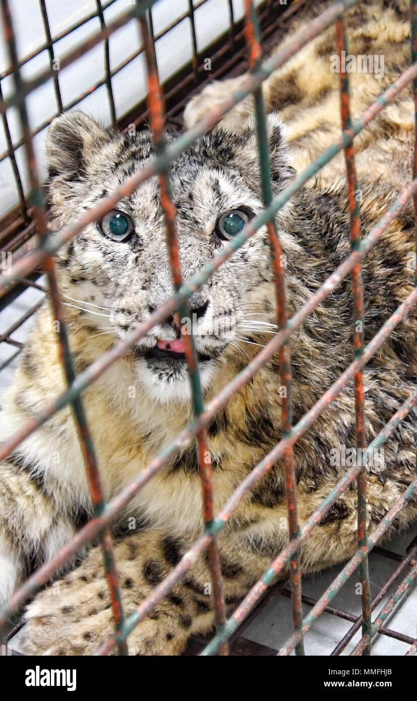 Peking, China. 11. Mai, 2018. Weibliche snow leopard Leng Xue, die von den Verletzungen erholt hat, wartet in der Provinz Qinghai in Beijing Zoo in Peking, der Hauptstadt von China, 11. Mai 2018 zurückgeführt werden. Leng Xue gefunden wurde im Nordwesten der chinesischen Provinz Qinghai im November 2017 verletzt. Sie erhielt dann Bruch Operationen und medizinische Versorgung sowohl in Qinghai und Peking. Nach vollständiger Genesung, Leng Xue wurde ihr Lebensraum in Qinghai aus Peking am Freitag geflogen. Credit: Li Xin/Xinhua/Alamy leben Nachrichten Stockfoto