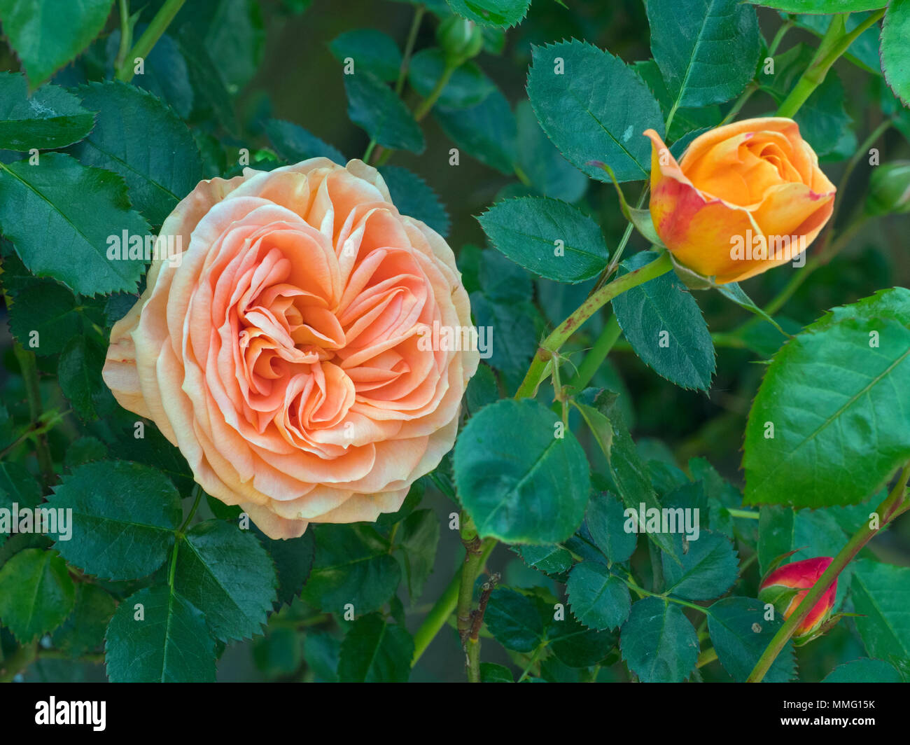 Rosa Doice Vita (delbard Rose) Stockfoto