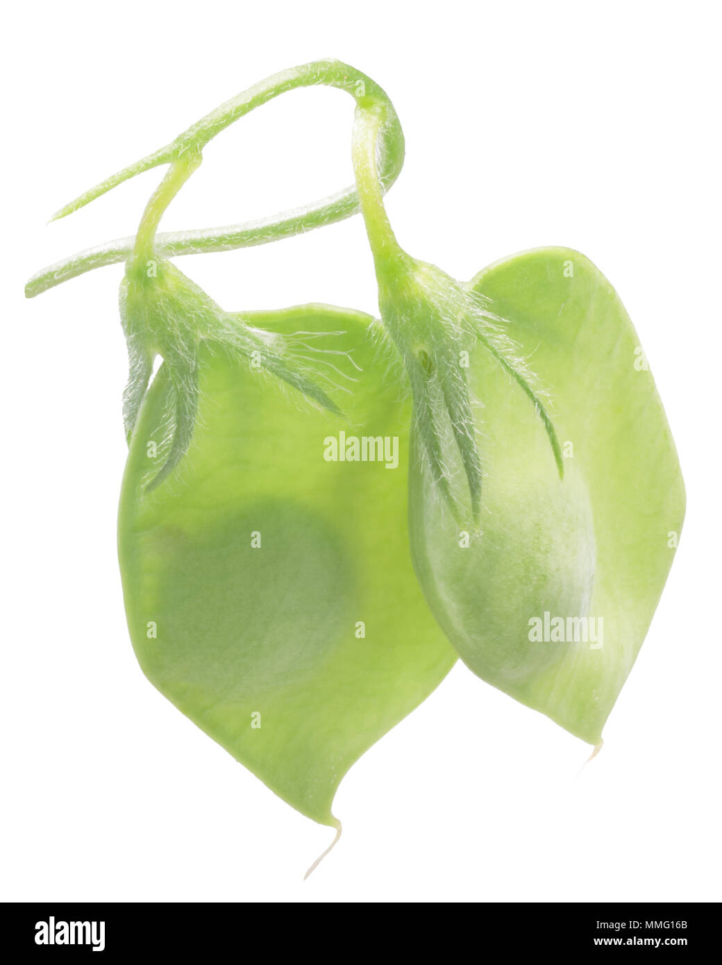 Linsen Hülsen (Lens culinaris), einen Samen jedes Stockfoto