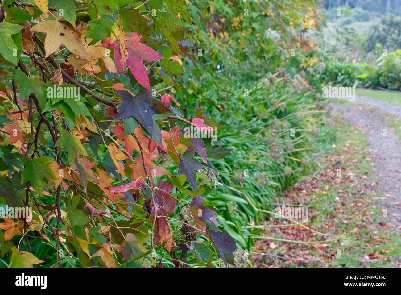 Liquid Amber Baum Blätter im Herbst. Stockfoto