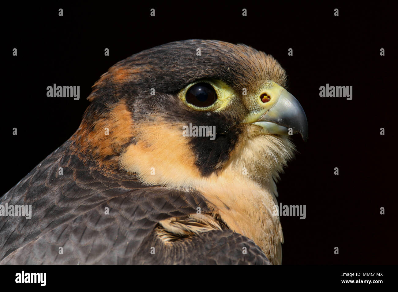 Captive Barbary Falcon (Falco pelegrinoides) Sitzen Stockfoto