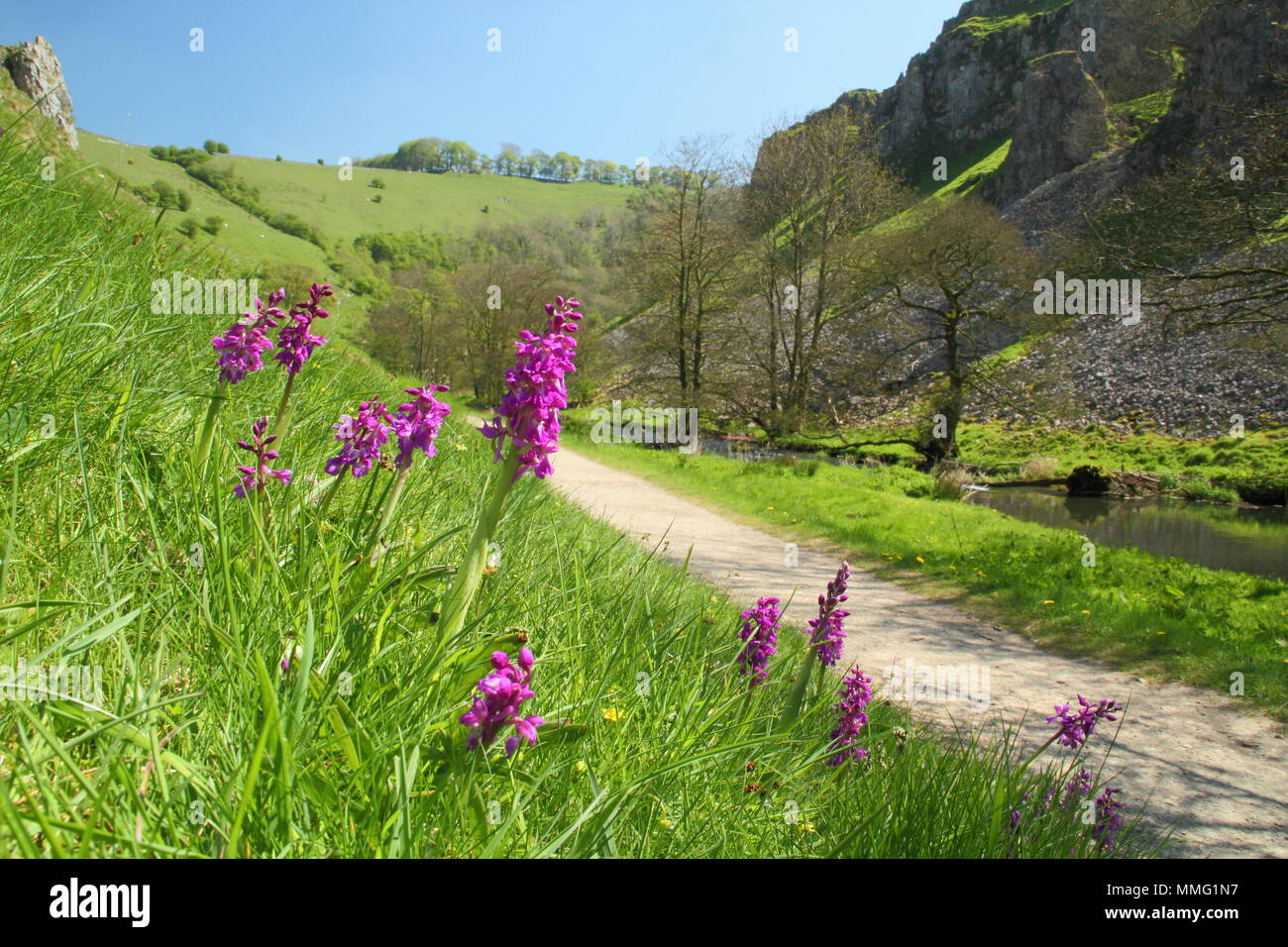 Orchis mascula. Frühe lila Orchideen durch den Fluss Dove in Wolfscote Dale, Peak District, Derbyshire, England UK an einem schönen Frühlingstag (Mai) Stockfoto