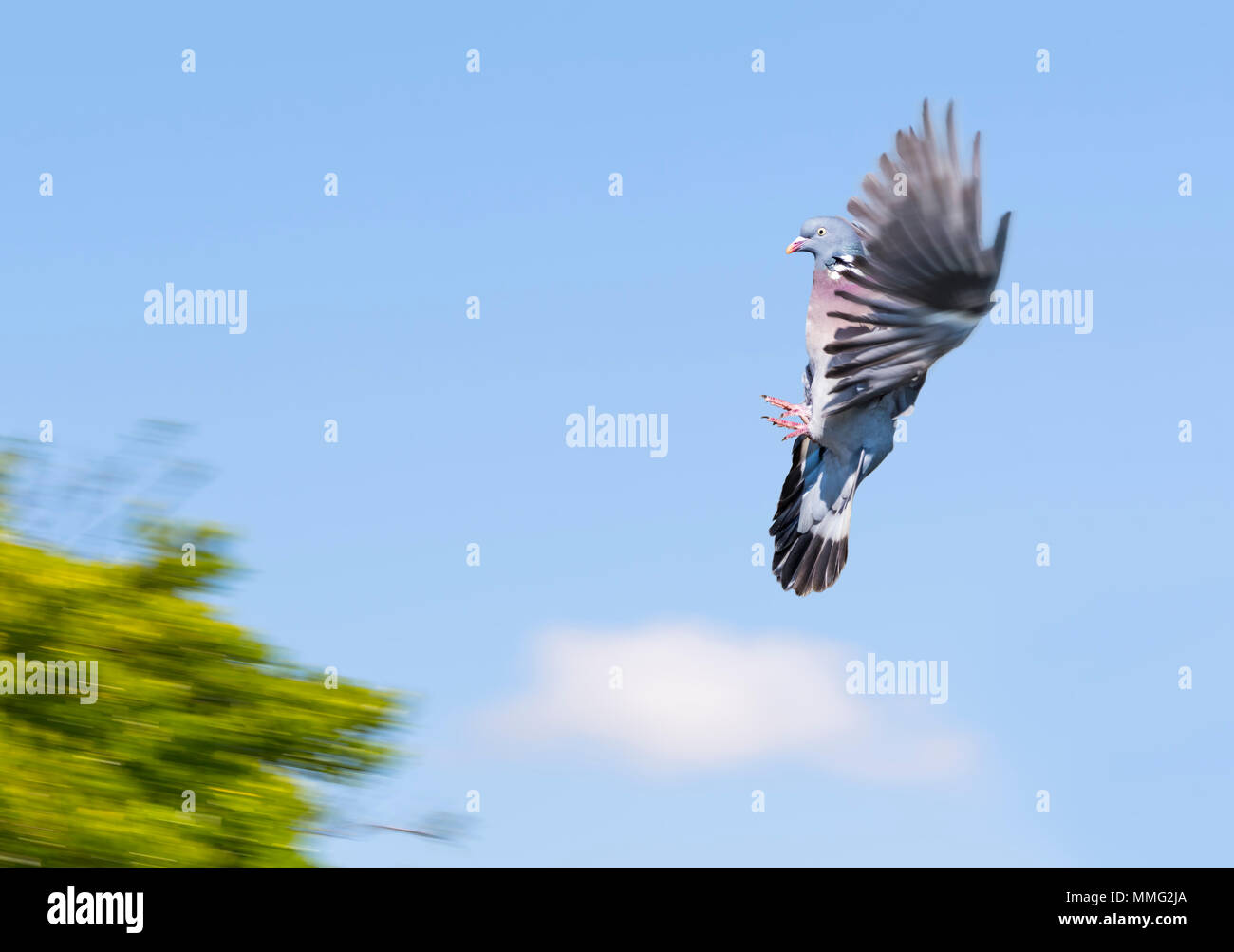 Holztaube (Columba palumbus) mit in der Luft gefrorenen Flügeln gegen blauen Himmel und auf einem Baum an Land kommen, in Großbritannien. Fliegende Taube. Stockfoto