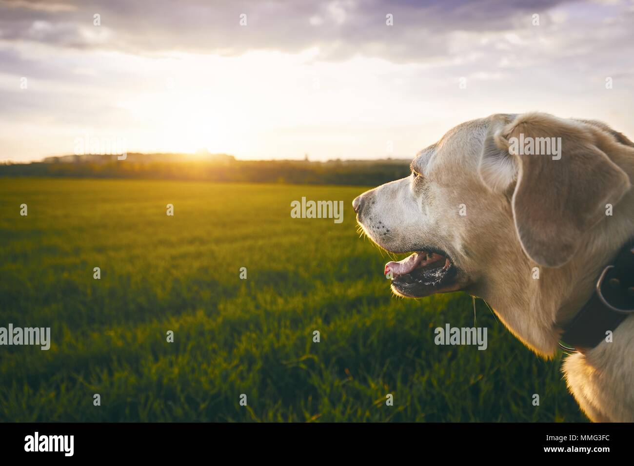 Portrait Der glückliche Hund auf den Sonnenuntergang. Labrador retriver in die Sonne schauen. Stockfoto