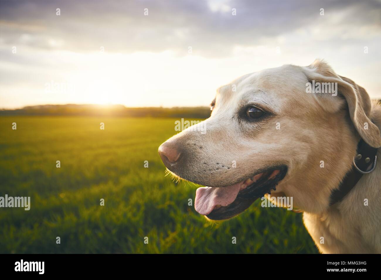 Portrait Der glückliche Hund auf den Sonnenuntergang. Labrador retriver gegen Landschaft. Stockfoto