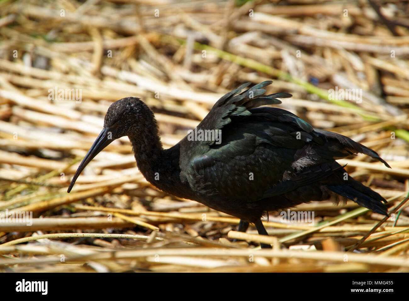 Vom Titicacasee Vogel Stockfoto