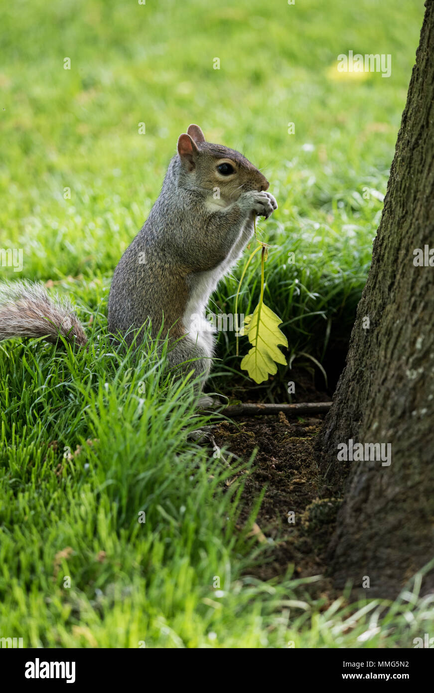 Niedliche Eichhörnchen halten ein Blatt Stockfoto