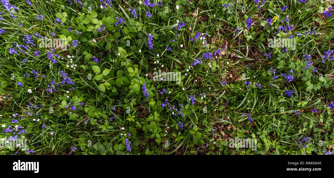 Fabelhafte Feder wild flower show. Bluebells im Wald von Dean und Wye Valley. Großbritannien Stockfoto