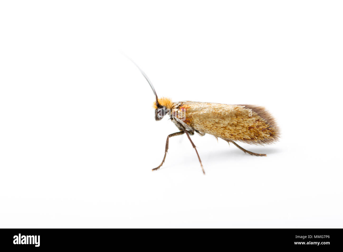 Eine Micropterix calthella Motte fotografiert in North Dorset England UK. Diese winzigen Motten sind ca. 5 mm lang und auf Gras Pollen ernähren. Studio Bild. Stockfoto