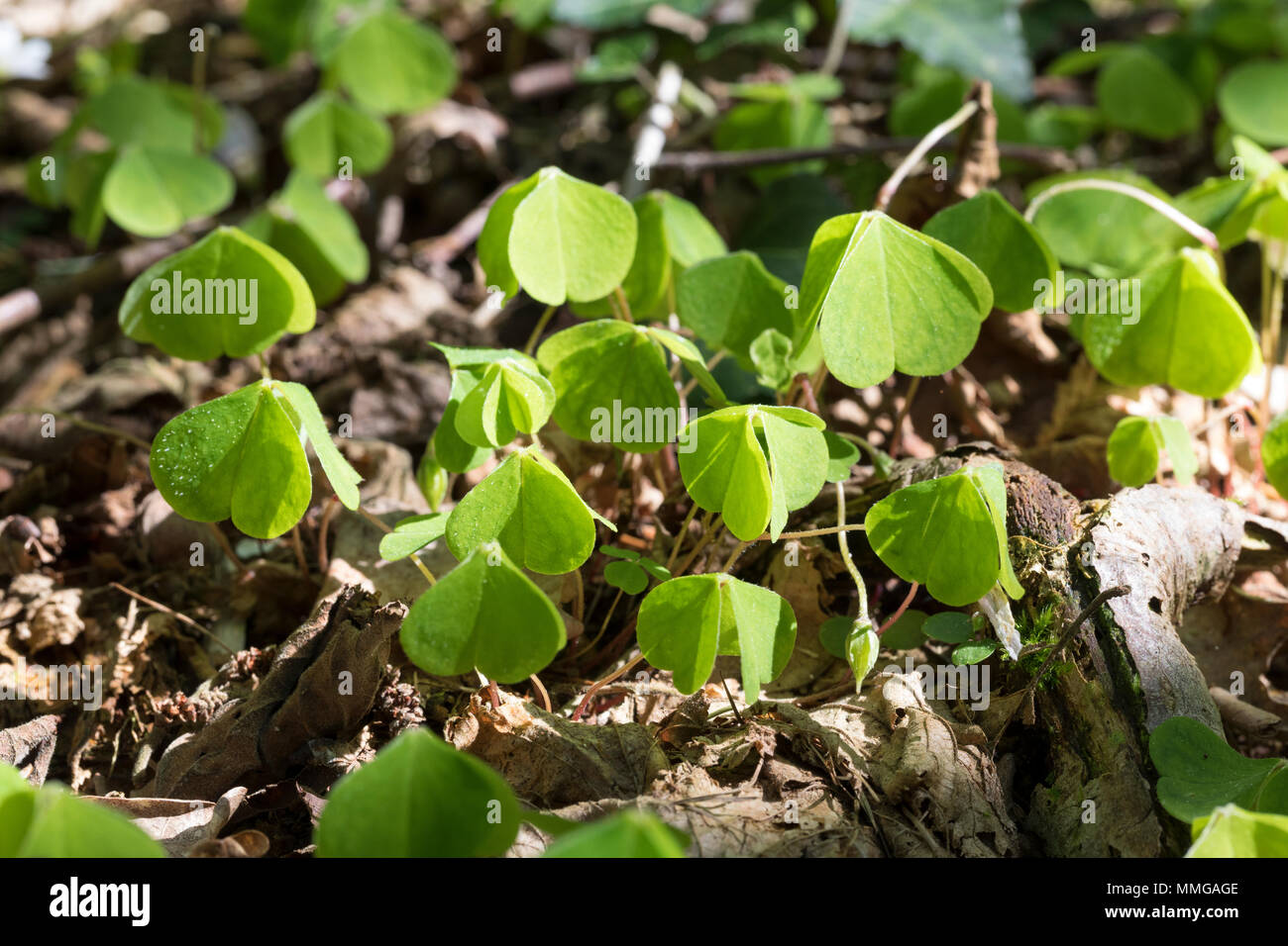 Wald-Sauerklee Sauer-Klee,,, Sauerklee Waldsauerklee, Oxalis Naiandinus, Hasensalat, Herzklee, Herrgottsbrot, in senkrechter Ruhestellung, Kom Stockfoto