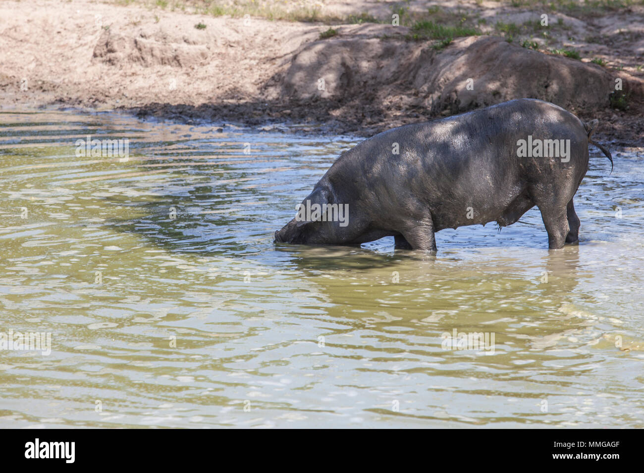 Unbehaart Rasse der Schwarzen iberischen Schwein. Extremadura, Spanien. Genießen Sie den Teich Stockfoto