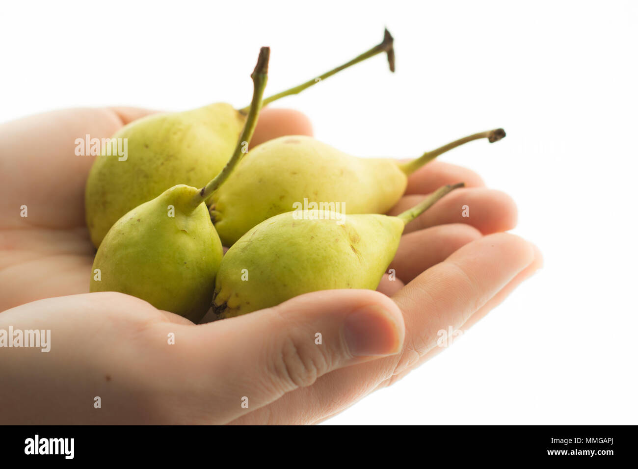 Weibliche Hand und frische Birne Stockfoto