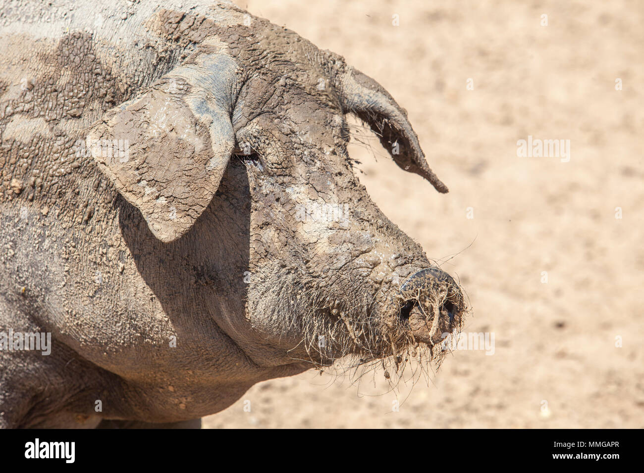 Unbehaart Rasse der Schwarzen iberischen Schwein. Extremadura, Spanien. Genießen Sie die Schlamm Stockfoto