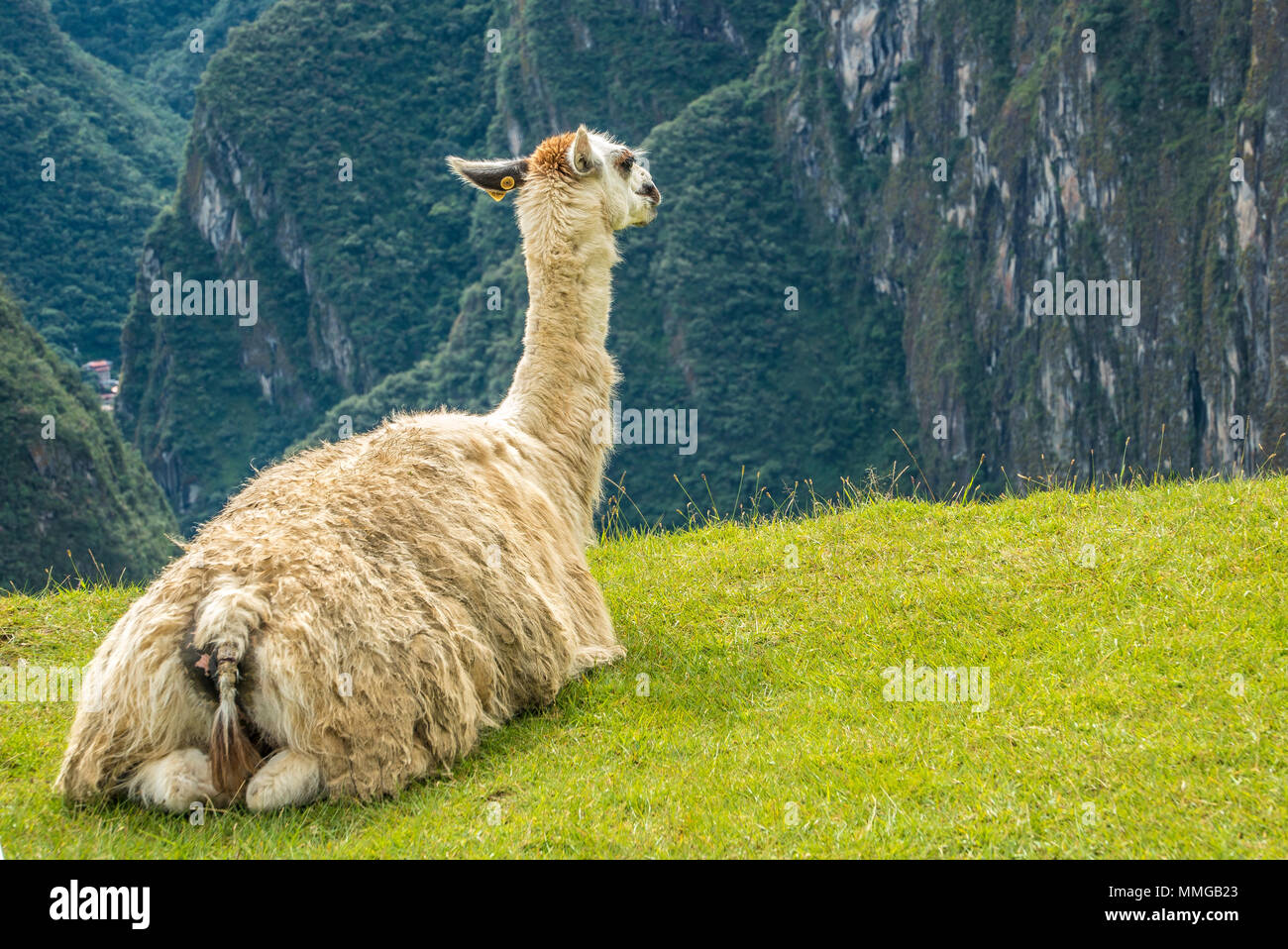 Llama in Machu Picchu mit schönen Landschaft hinter Stockfoto