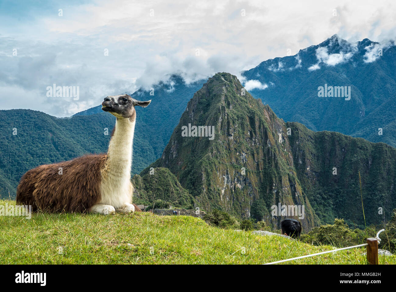 Llama in Machu Picchu mit schönen Landschaft hinter Stockfoto