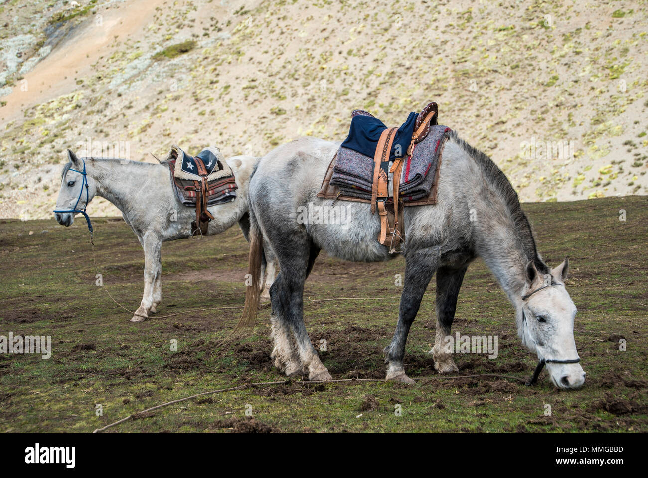 Reiten in Rainbow Mountain Peru und zurück Stockfoto