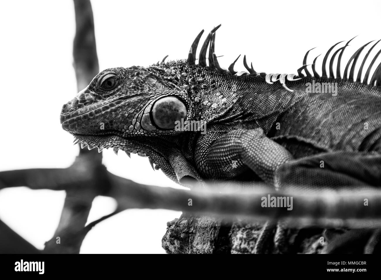 Wilde Tiere in natürlichen Lebensraum Stockfoto