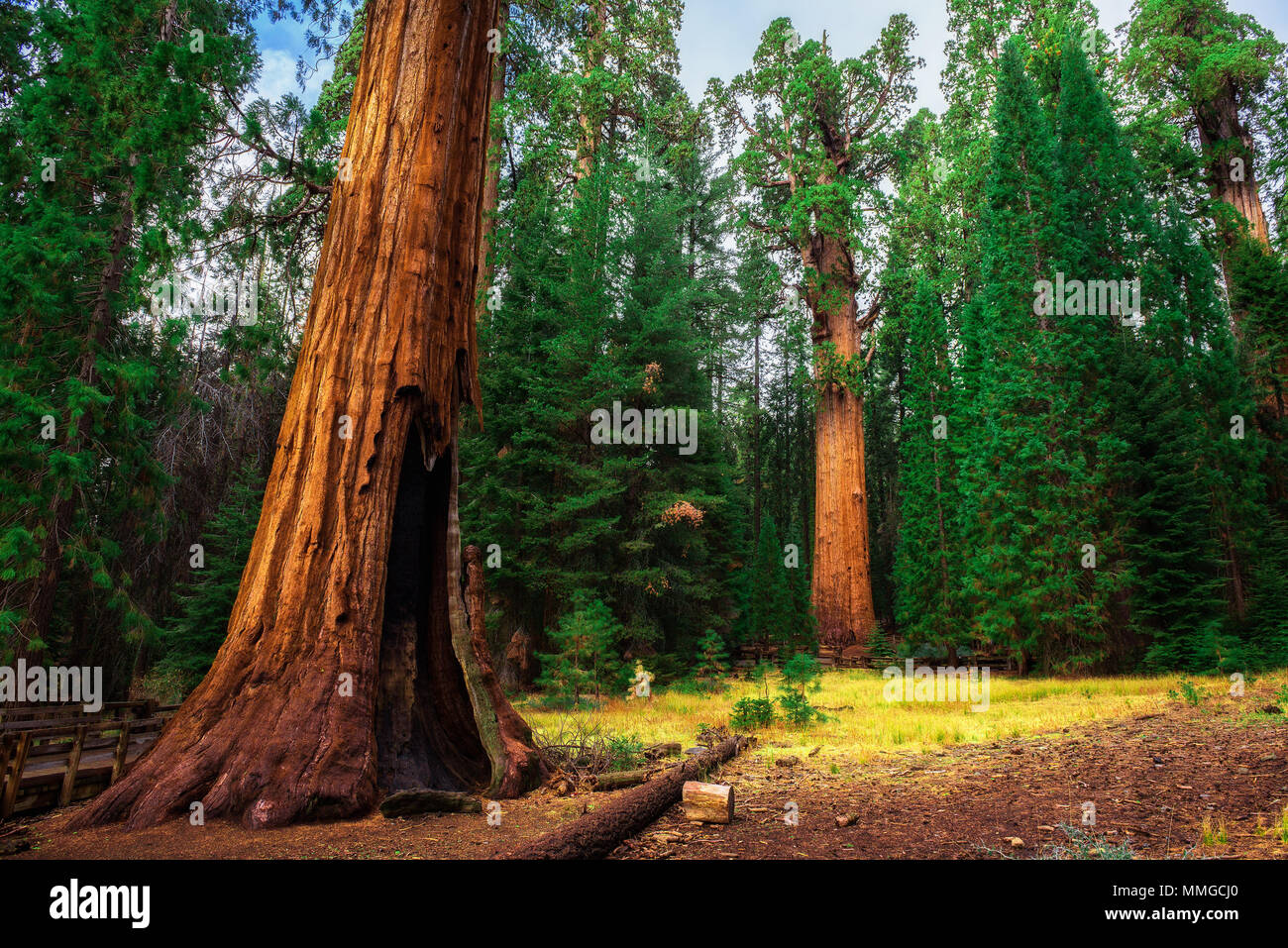 Giant Sequoia Wald in Kalifornien Stockfoto
