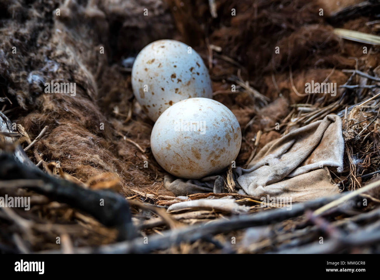Eier der Steppe eagle oder Aquila nipalensis Stockfoto