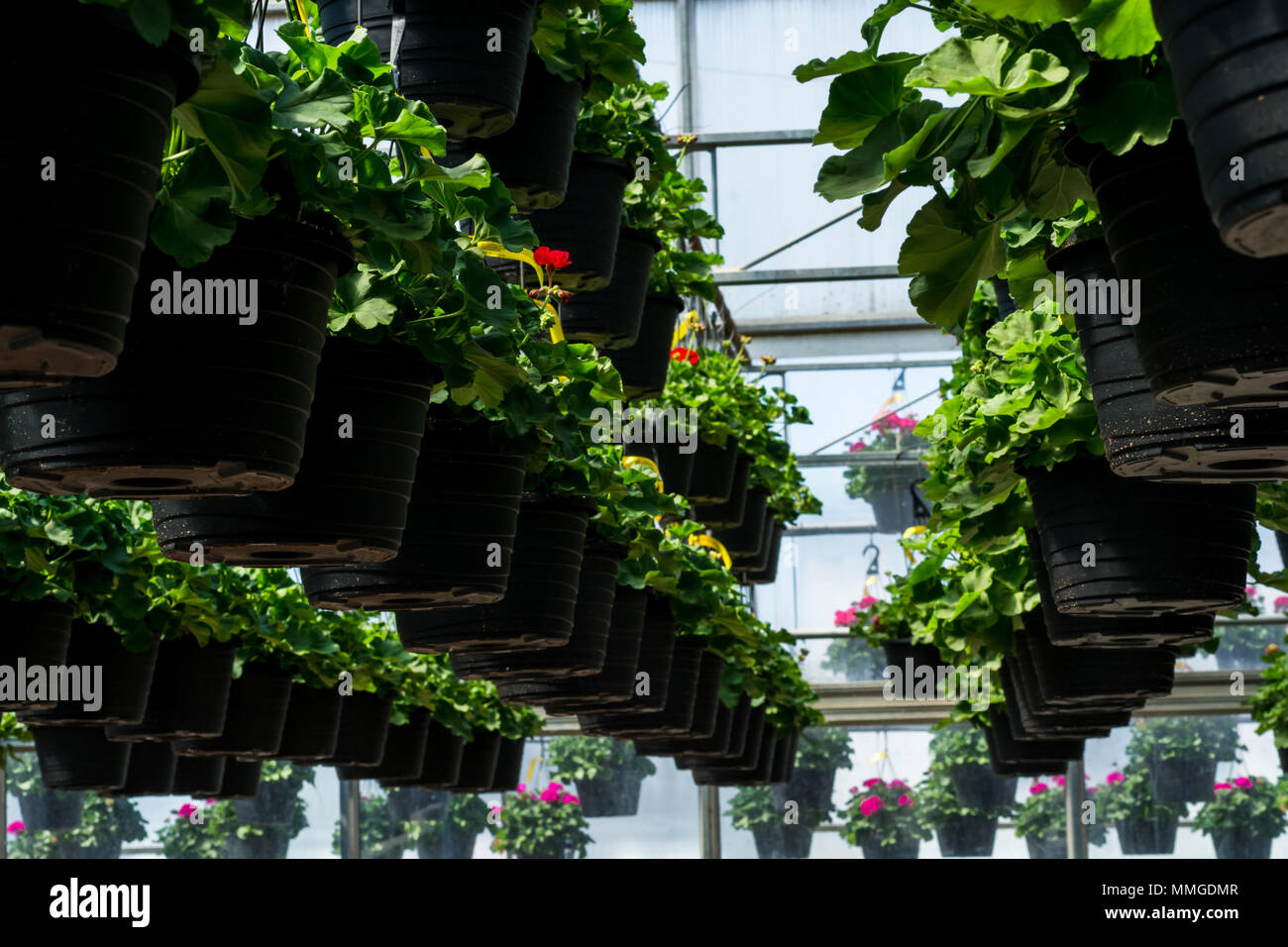 Hängende Blumentöpfe Stockfoto