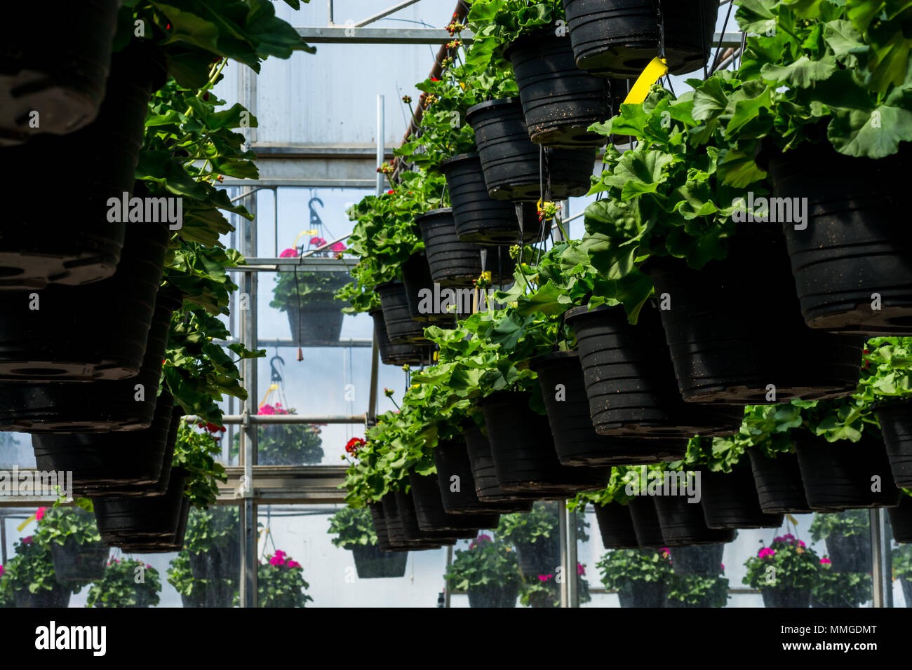 Hängende Blumentöpfe Stockfoto