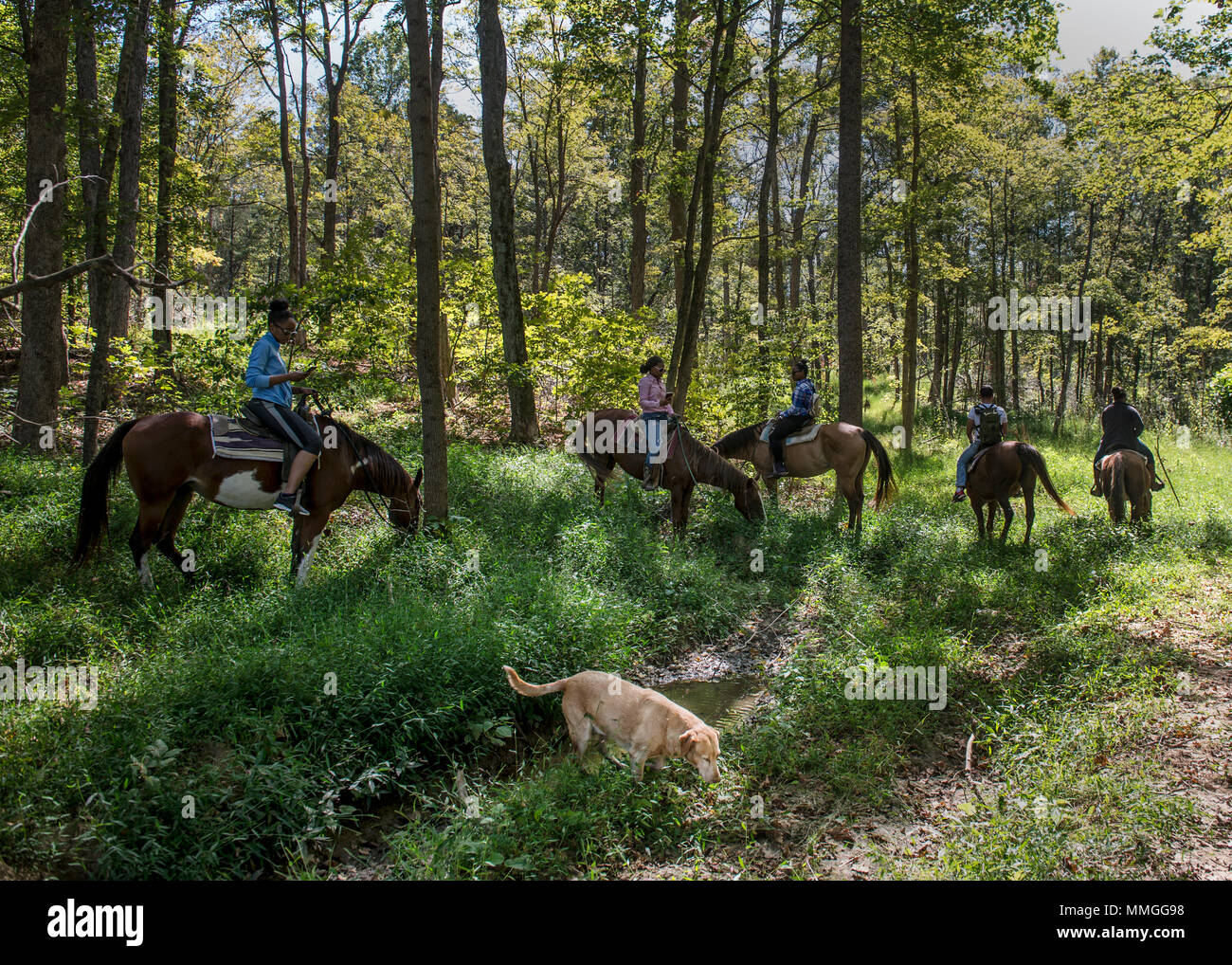 Die Gäste warten am Anfang der Spur während ein Scott Air Force Base Outdoor Reiten Reise, Sept. 30, 2017, am See Glendale Ställe in Golconda, Illinois Das war kurz bevor sie ging auf eine zweistündige Reise durch die Wälder in der Nähe der Ställe. (U.S. Air Force Foto von Airman 1st Class Tara Stetler) Stockfoto