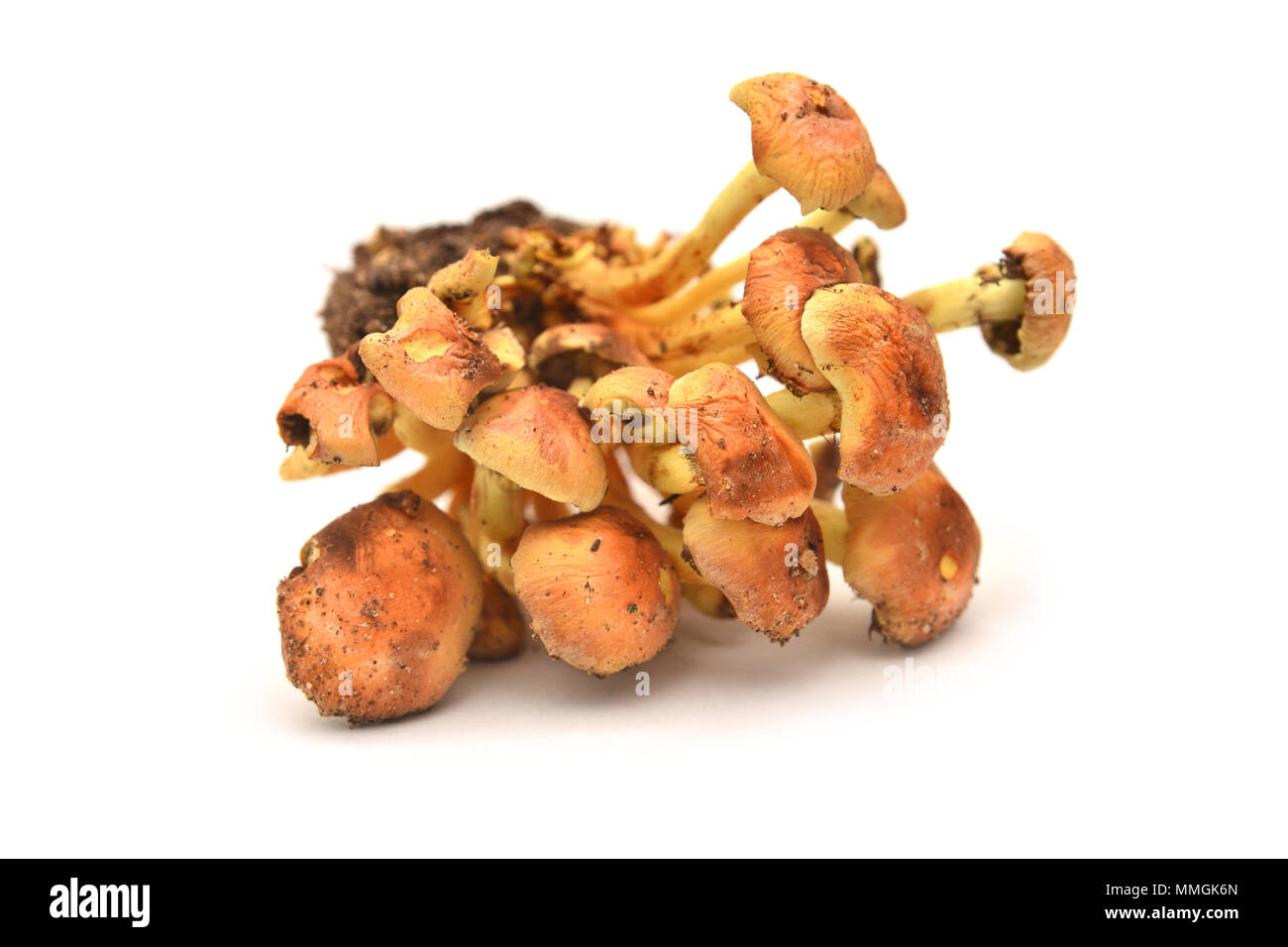 Hypholoma fasciculare Pilz, bekannt als der Schwefel Büschel oder Cluster woodlover Stockfoto
