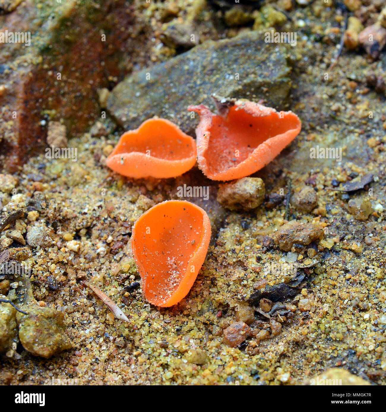 Aleuria aurantia Pilz, der auch als Orangenhaut Pilz bekannt Stockfoto