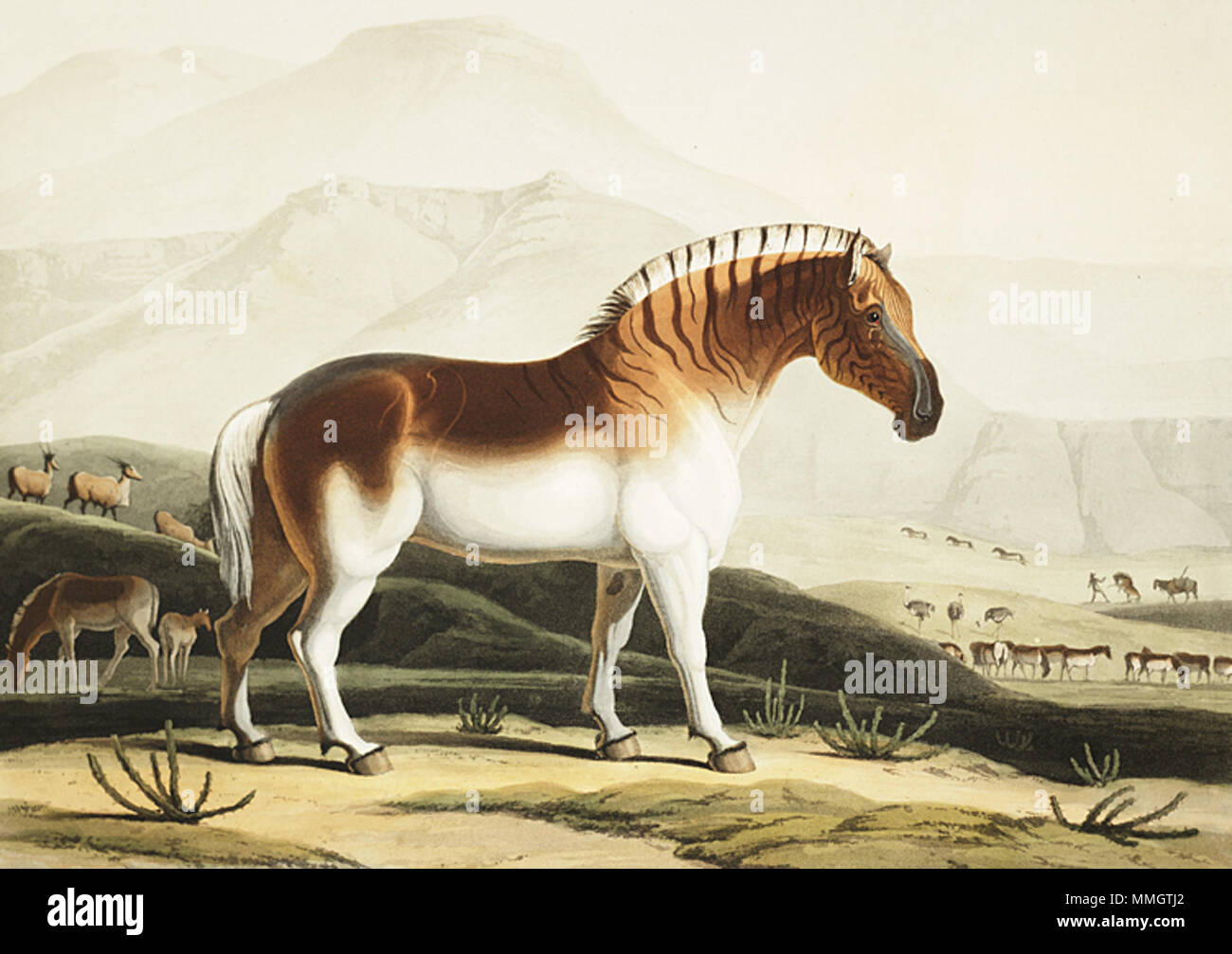 . Deutsch: Das Quahkah (Quagga) Aquatinta von Samuel Daniell (1775-1811) aus der Serie afrikanische Landschaft und Tiere. . Mai 1804. Samuel Daniell Daniell Quagga Stockfoto
