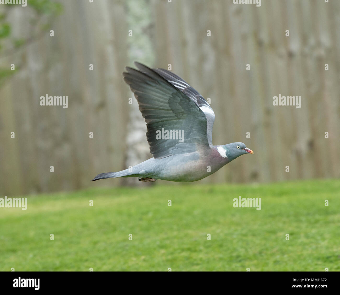 Ringeltaube im Flug Stockfoto