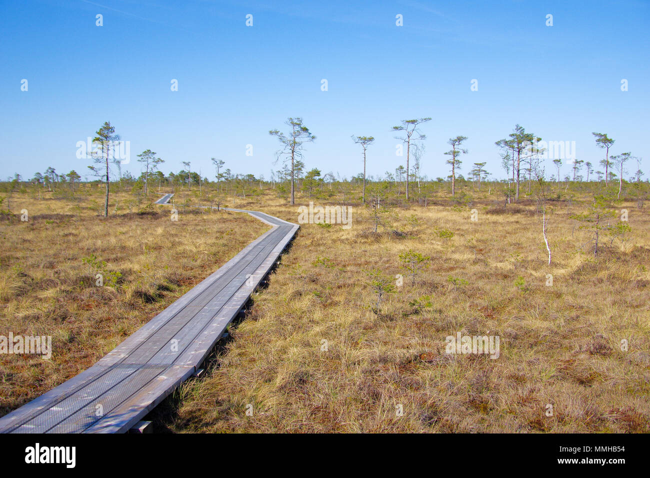 Soomaa Nationalpark aka Land der Moore im Zentrum von Estland, wilde Feuchtgebiet, das nur auf Promenaden, die Wanderer durch die Moore nehmen zugänglich ist Stockfoto