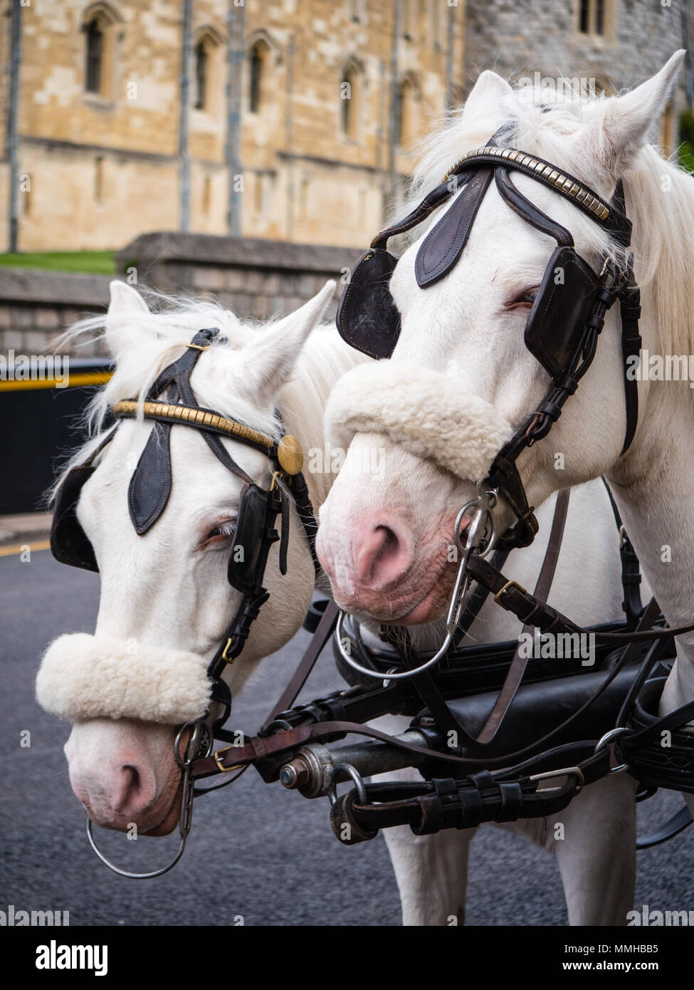 Buggy Pferden außerhalb Schloss Windsor, Windsor, Berkshire, England, UK, GB. Stockfoto