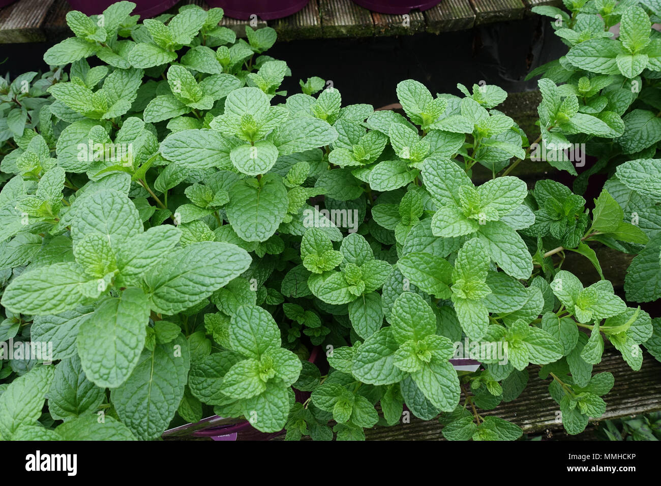Mentha Cordifolia oder als gemeinsame Minze bekannt Stockfoto Mentha Cordifolia oder als gemeinsame Minze bekannt Stockfoto