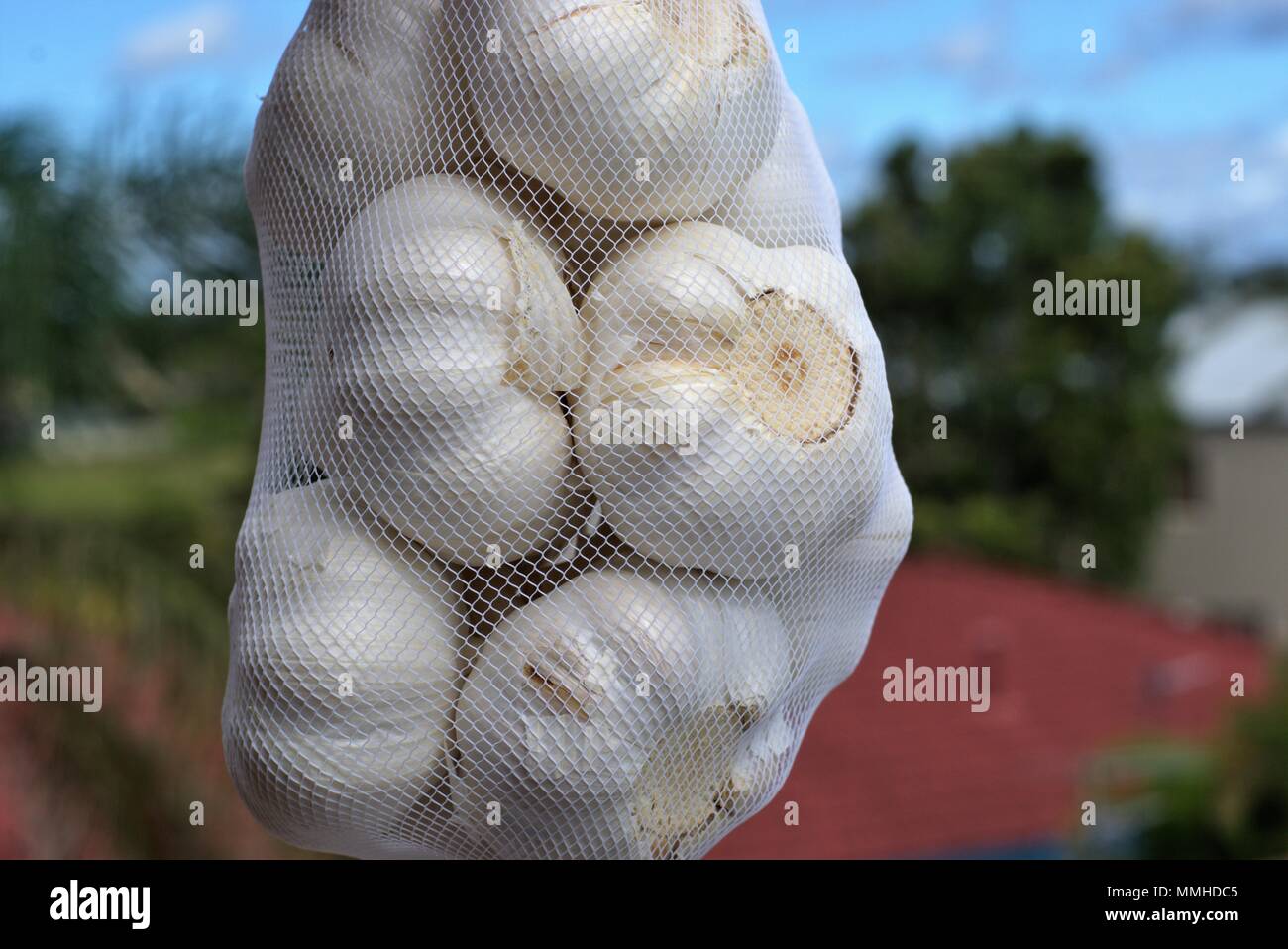 Bündel von Knoblauch Zwiebeln im Beutel hängt in der Luft. Knoblauch Kopf in monofilament Netzbeutel im Freien. Close Up. Stockfoto