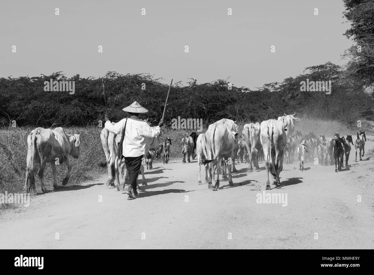 Bagan, Myanmar, 28. Dezember 2017: eine Herde Kühe auf einer staubigen Landstraße von einer Bäuerin mit zwei Holzstöcken angetrieben Stockfoto