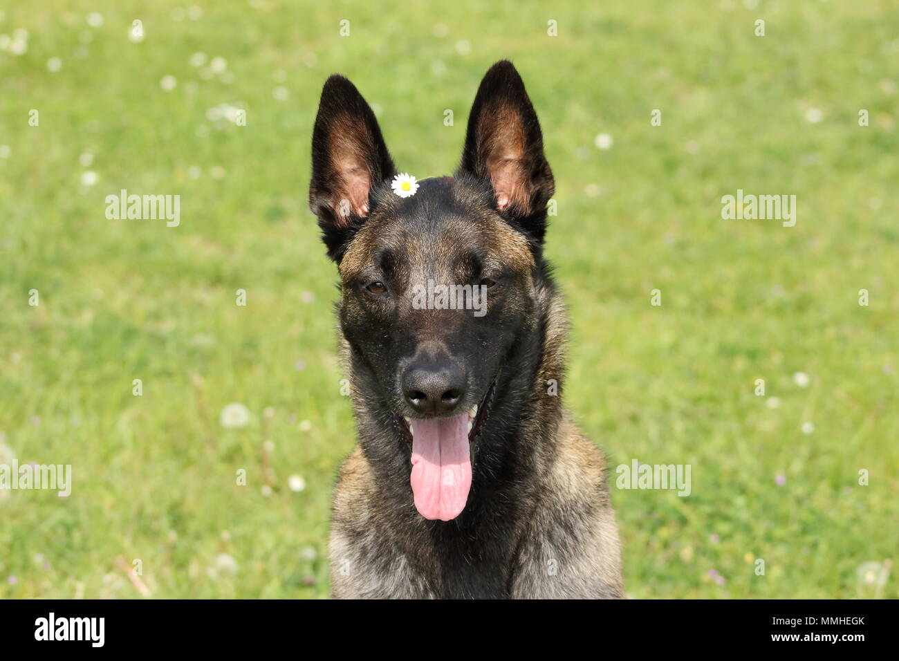 Gesicht eines Malinois Belgischer Schäferhund mit Daisy auf seinem Kopf Stockfoto