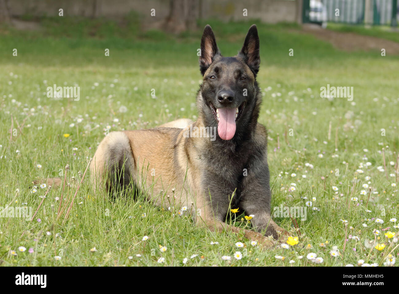 Ein malinois Belgischer Schäferhund in einem couhed Position verschieben, ohne mit einem scharfen Auge und warten auf Aufträge Stockfoto