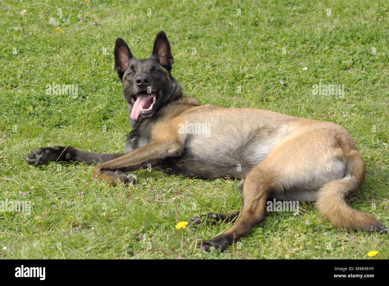 Ein malinois Belgischer Schäferhund in einem couhed Position verschieben, ohne mit einem scharfen Auge und warten auf Aufträge Stockfoto