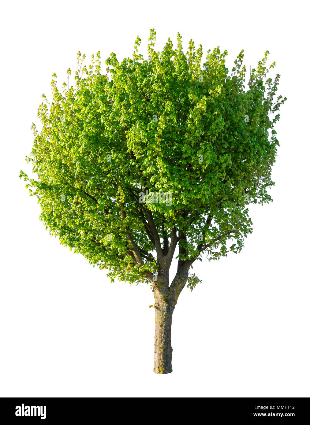 Isolierte grüner Baum auf weißem Hintergrund. Stockfoto