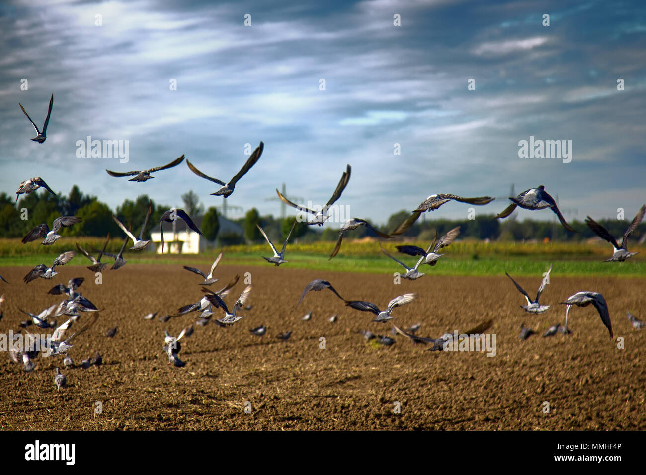 Aussaat Korn im Herbst. Die Aussaat von Wintergetreide (Herbst gesät; Winter Getreide Getreide) und Fütterung auf gesätes Feld des rock pigeon von Dörfern und Städten Stockfoto